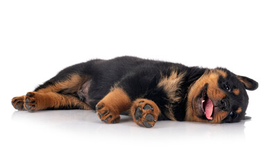 puppy rottweiler in studio