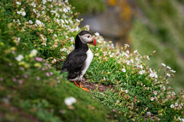 Puffin in white flowers