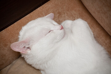 white cat close-up sleeping on the couch