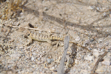 lizard on the sand