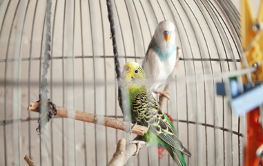 Beautiful parrot in a wire cage.