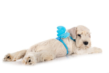 puppy miniature schnauzer in studio