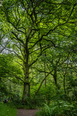 Fototapeta na wymiar Path in forest