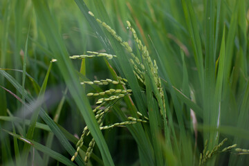 rice in the ricefielfd in the morning