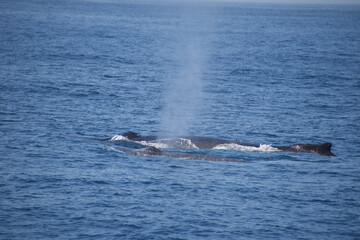 dolphin jumping out of water