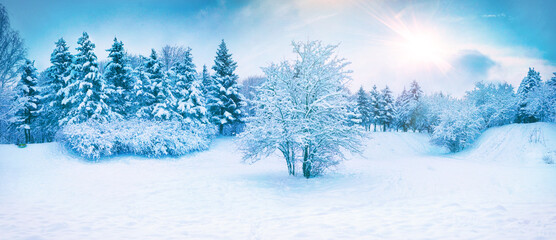 Beautiful winter natural snowy landscape. Snow and forest with blue sky and shining sun. Fluffy tree with hoarfrost in foreground. Ultrawide format.