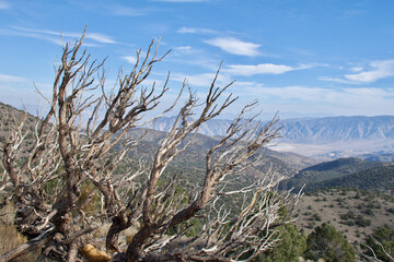 tree in the desert