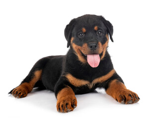puppy rottweiler in studio