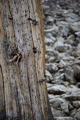 bark of a tree