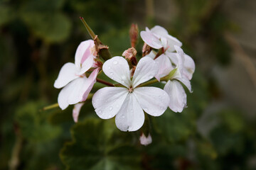 Small group of precious flowers