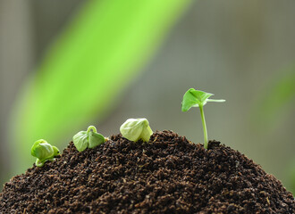 plants growing from the soil