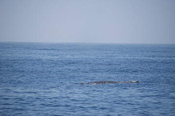 Fototapeta premium dolphins in the sea