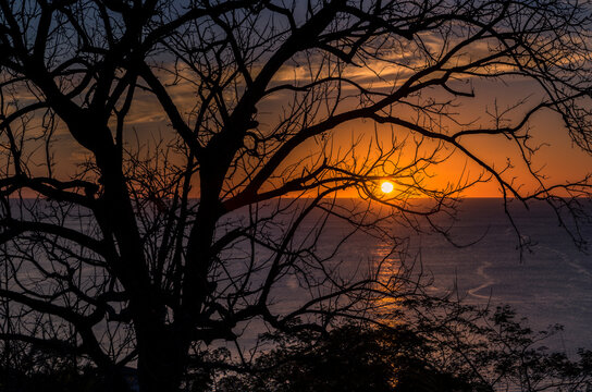 Tree silhouette at sunset © Greg