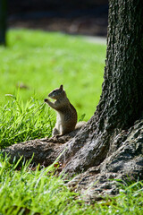 squirrel in the park