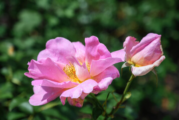 A rose with an unopened pink-yellow bud on a sunny summer day. Raindrops are visible on the petals of the flower. Yellow heart with numerous stamens. The garden rose is blooming. close-up. 