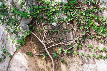 Small tree branch with green leaf growing on concrete cracked wall background