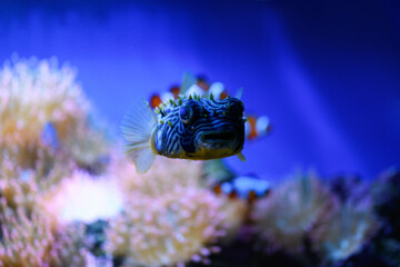 Fototapeta na wymiar Fish Diodon long-spined hedgehog fish in a marine aquarium. (Diodon holocanthus)