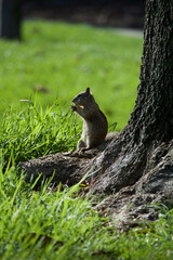 squirrel in the park