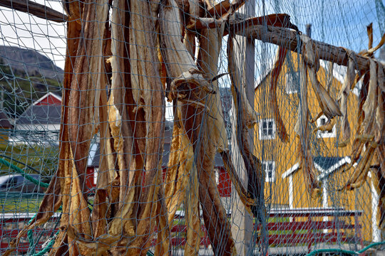 Dryfish hanging