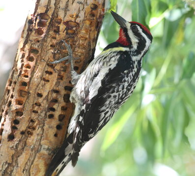 A Red-naped sapsucker. Taken in Alberta, canada