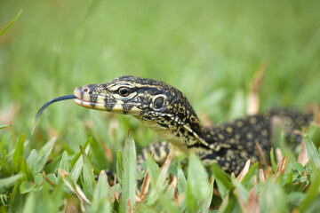 Borneo Lizard on Nature Place