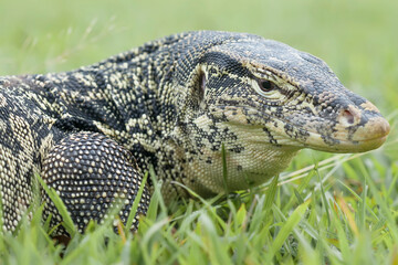 Borneo Lizard on Nature Place