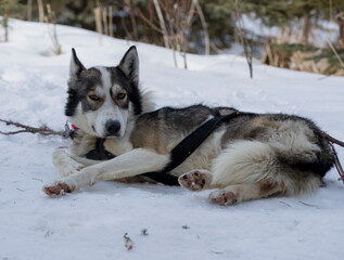 A husky sled dog. Taken in Alberta, Canada