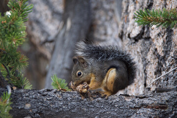 squirrel on a tree