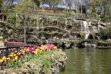 Fototapeta na wymiar Colorful Tulips in Emirgan Park, Istanbul, Turkey