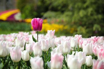 Colorful Tulip in Flower Garden