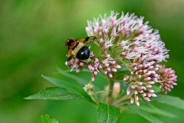 Gemeine Waldschwebfliege, Gemeine Hummel-Schwebfliege // pellucid fly (Volucella pellucens) 