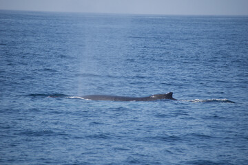 Obraz premium dolphin in the water
