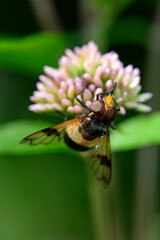 Gemeine Waldschwebfliege, Gemeine Hummel-Schwebfliege // pellucid fly (Volucella pellucens) 
