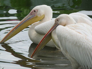 モモイロペリカン