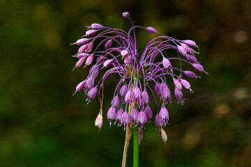 Nodding onion, lady's leek // Nickender Lauch (Allium cernuum) 