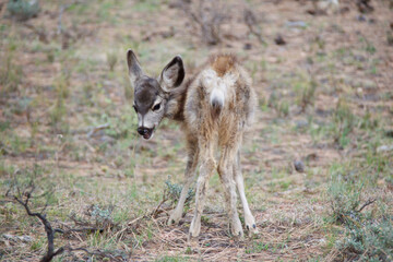 jackal in the grass