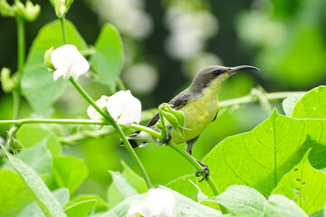 Long billed bird ,little spiderhunter drinking sweet from yellow flower.