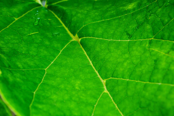 Green leaf close up. Texture.