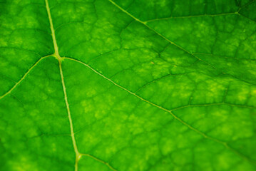 Green leaf close up. Texture.