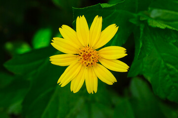 yellow flower in the garden