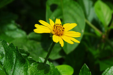 yellow flower in the garden