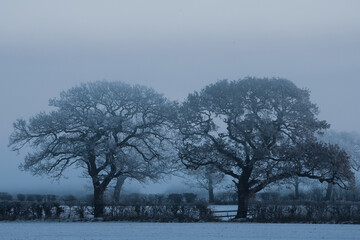 Misty winters morning   - Christleton Chester