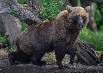 Fototapeta premium Brown bear walking in the summer forest. Kamchatka brown bear: Ursus Arctos Piscator. Natural habitat. Kamchatka, Russia