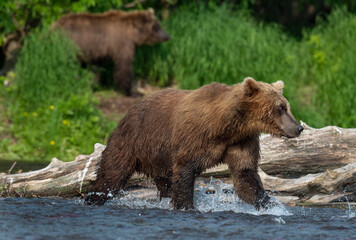 Brown bear on the river fishing for salmon. Sunny day.  Brown bear chasing sockeye salmon at a river. Kamchatka brown bear, Ursus Arctos Piscator. Natural habitat. Kamchatka, Russia