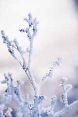 delicate openwork flowers in the frost. Gently lilac frosty natural winter background. Beautiful winter morning in the fresh air. Soft focus. 