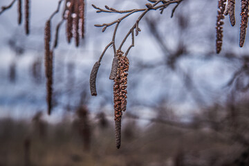 Naklejka premium birch branch with hanging seeds close-up against the background of a natural massif 