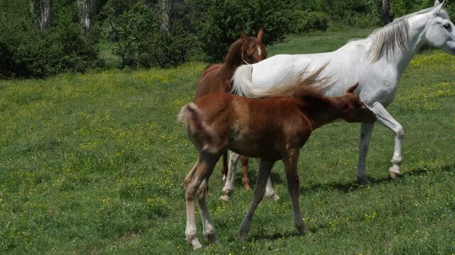 Horse mating ritual. Horses make love. A little horse walks around them.