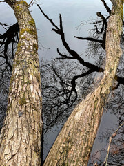 Tree and its reflections in water
