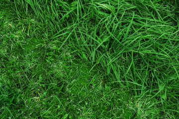 Juicy green grass texture for background. Close-up of a green lawn half mown.