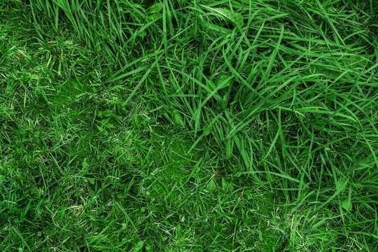 Juicy green grass texture for background. Close-up of a green lawn half mown. © Илья Мышенков